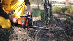 Best Leaf Removal  in Elm Creek, TX