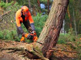 Elm Creek, TX Tree Services Company