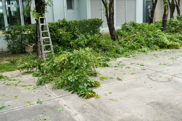 How Our Tree Care Process Works  in  Elm Creek, TX